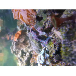 Synchiropus picturatus